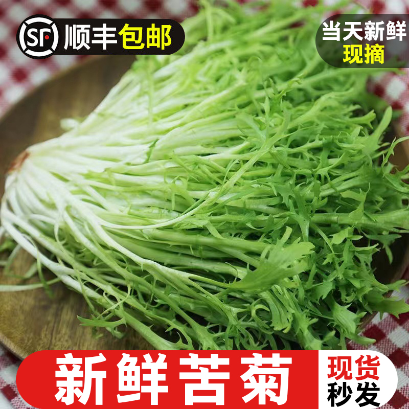 苦菊生菜新鲜轻食沙拉蔬菜食材