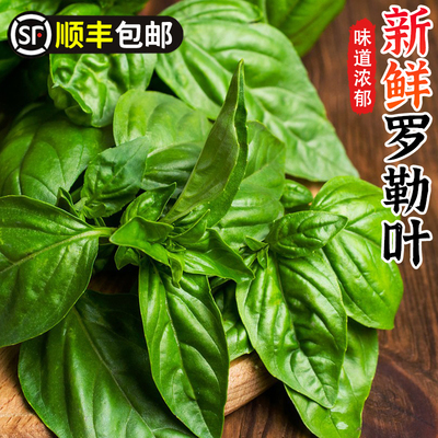 新鲜泰式甜罗勒叶食用泰国香料西餐食材调料青酱非九层塔蔬菜