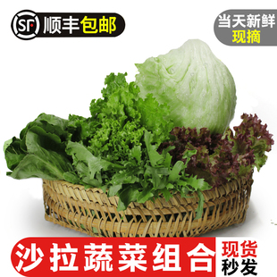 球生菜苦菊红叶等健身轻食沙拉菜西餐食材 新鲜蔬菜沙拉组合3斤装