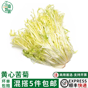 新鲜黄心苦菊500g苦叶生菜苦苣九芽狗牙菜苦细叶蔬菜沙拉西餐食材