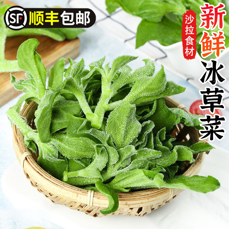 新鲜冰草蔬菜沙拉轻食西餐凉拌生吃食材水晶冰菜冰花冰叶