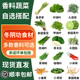 新鲜冬阴功汤香料菜香茅柠檬叶九层塔罗勒叶南姜打抛叶咖喱叶食材