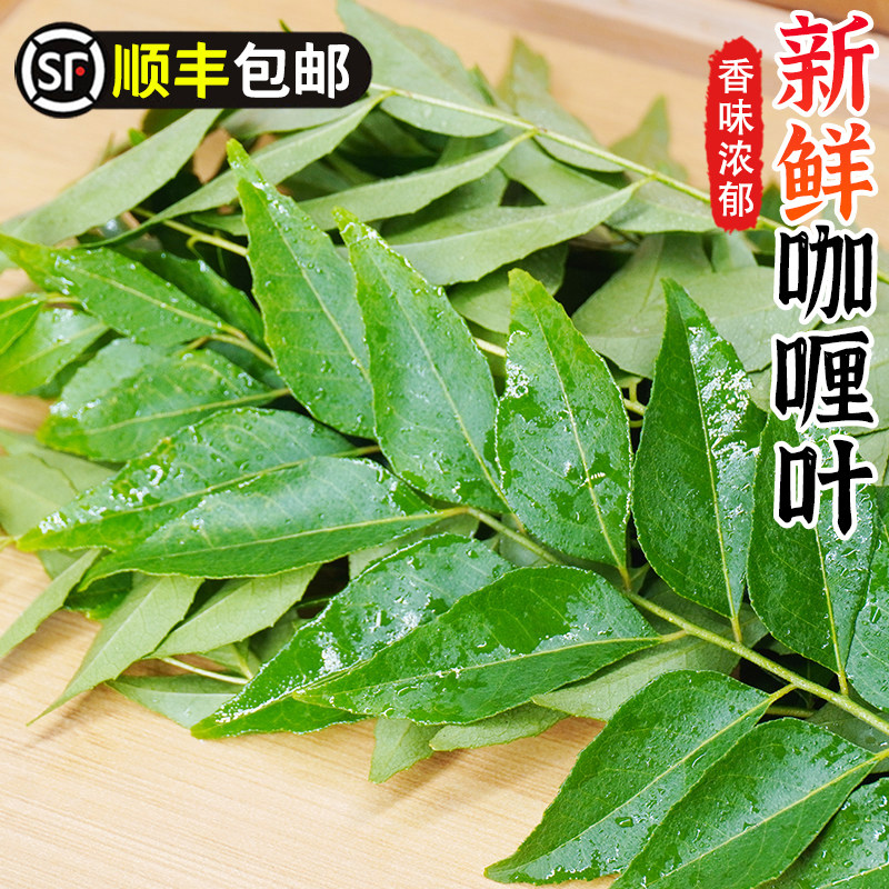 咖喱叶新鲜西餐饮香料菜调味调料蔬菜九里香咖哩叶鱼虾炒饭增香