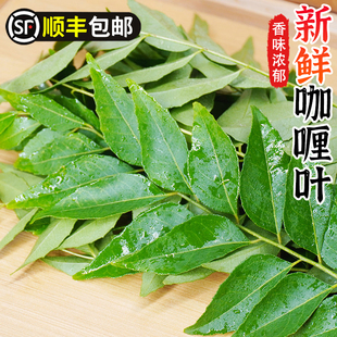 咖喱叶新鲜西餐饮香料菜调味调料蔬菜九里香咖哩叶鱼虾炒饭增香