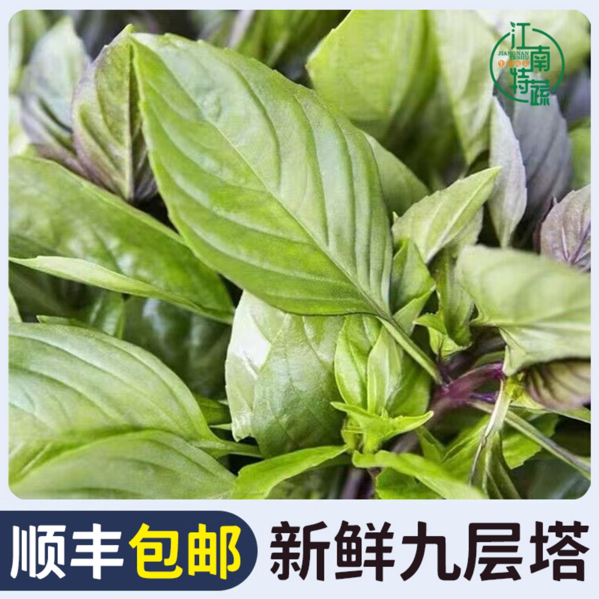 九层塔新鲜蔬菜食用香料菜金不换