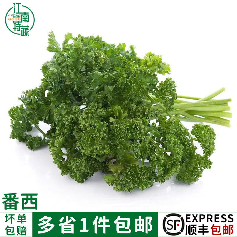 新鲜番西法国香芹摆盘装饰点缀