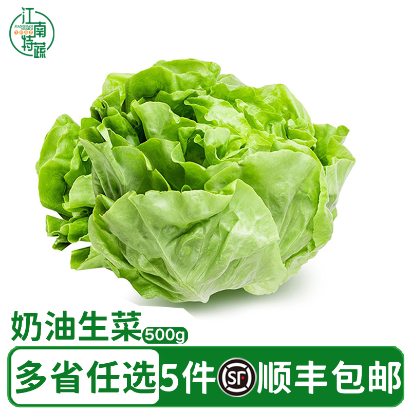 新鲜奶油生菜500g西餐蔬菜沙拉色拉脆嫩食材牛油生菜波士顿生菜