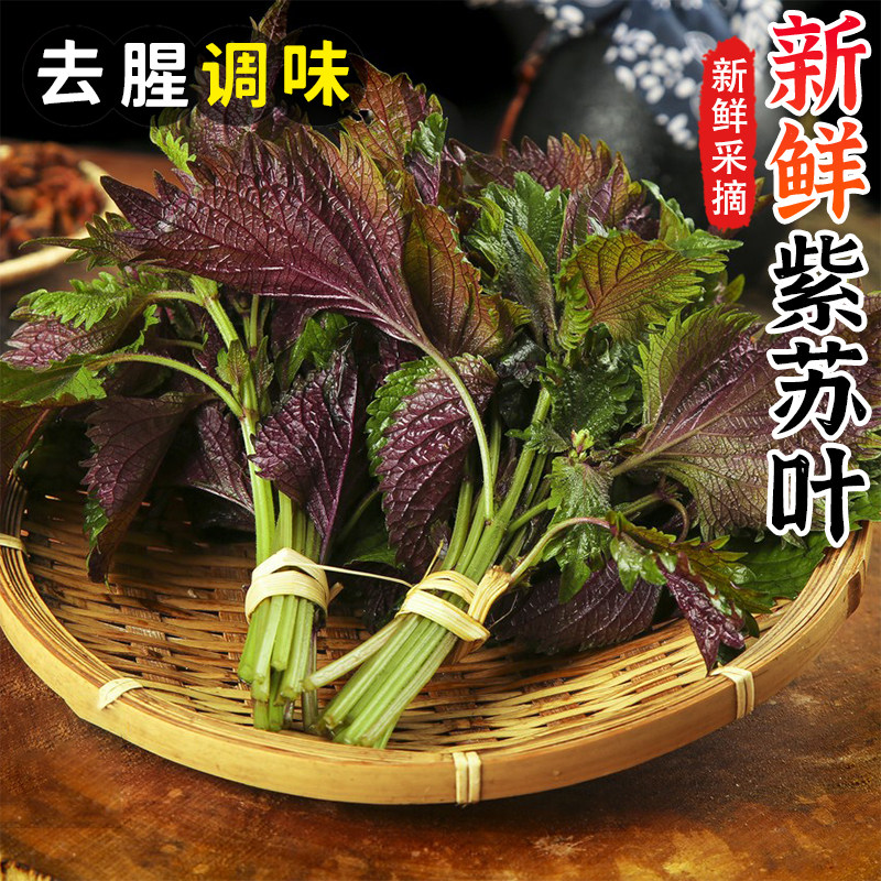 紫苏叶新鲜食用香料鱼虾蟹牛蛙去腥提鲜食材新鲜蔬菜嫩紫苏叶包邮,水产肉类/新鲜蔬果/熟食,其它,淘宝优惠券,粉丝福利购,淘宝优惠卷