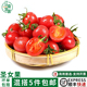 新鲜圣女果500g小番茄樱桃西红柿 新鲜孕妇宝宝水果农家自种水果
