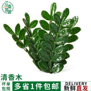 清香木叶子新鲜青香木胡椒木叶蛋糕烘焙日料西餐摆盘装饰花草点缀