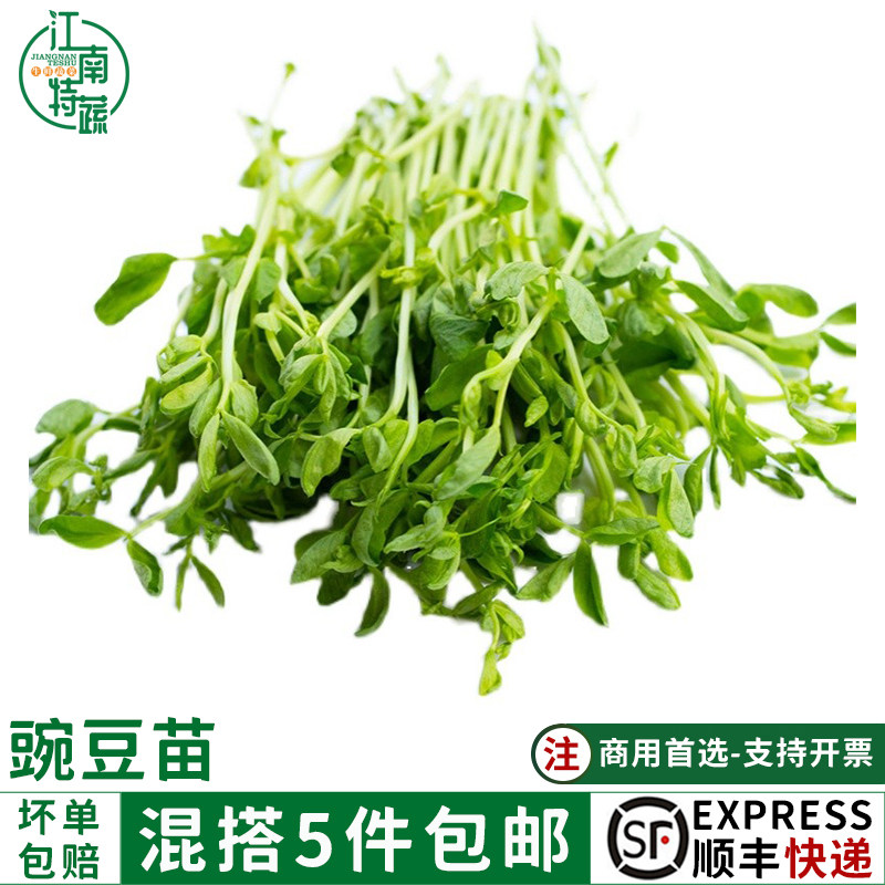 新鲜蔬菜豌豆苗碗豆尖豌豆芽苗菜300g食用素食沙拉装饰摆盘