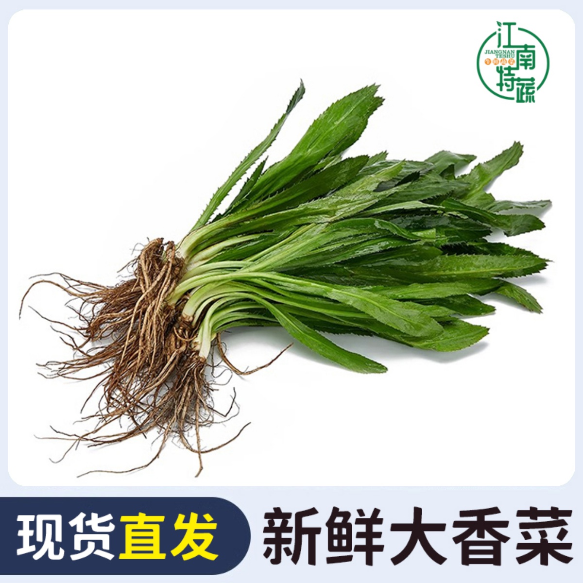 大芫荽新鲜泰国香菜食用冬阴功汤食材刺芹大香菜芫茜香料蔬菜调味