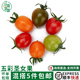 五彩圣女果新鲜1000g多色小番茄新鲜水果樱桃圣女果沙拉蔬菜食材