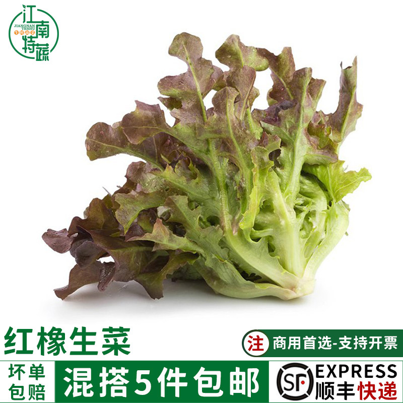 红橡生菜新鲜500g红橡叶