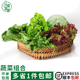 新鲜蔬菜沙拉组合3斤装 球生菜苦菊红叶等健身轻食沙拉菜西餐食材
