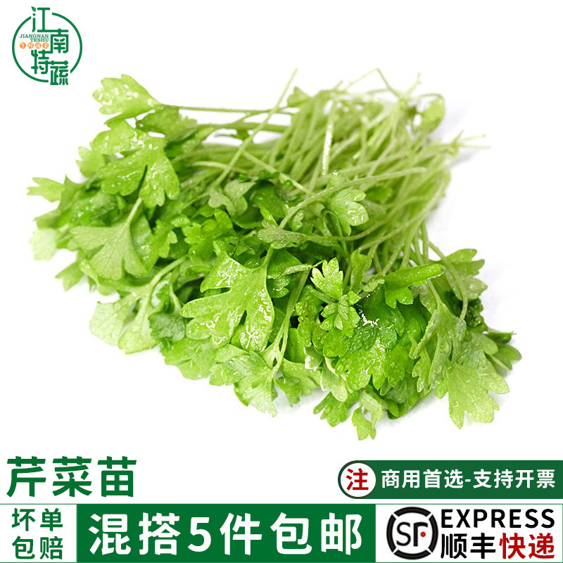 芹菜新鲜芹菜苗新鲜一盒香芹水芹西芹芹菜苗食用芹菜酒店香料蔬菜
