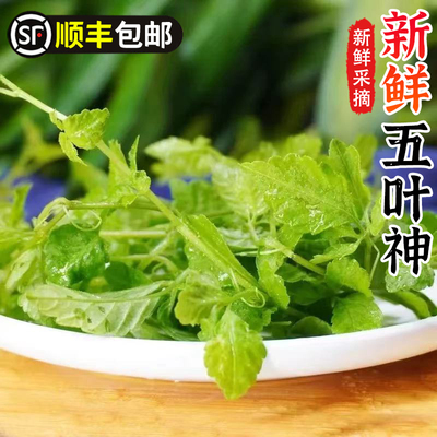 五叶神新鲜五叶参蔬菜野菜农家乐庄煲汤食用特色食材福音草七叶参