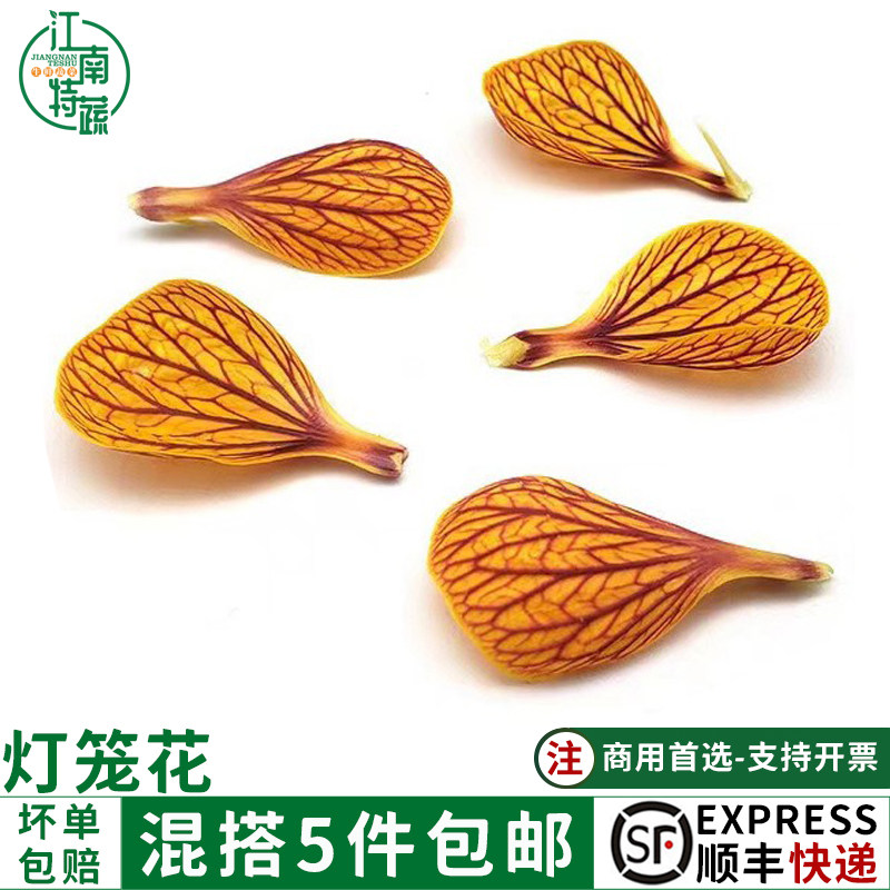 灯笼花片新鲜金玲风铃花