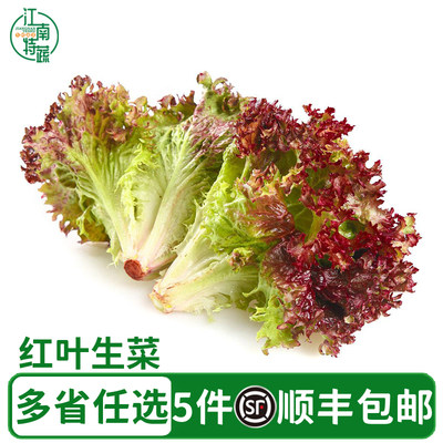 红叶生菜新鲜500g沙拉蔬菜生菜罗莎红西餐健身轻食食材紫生菜