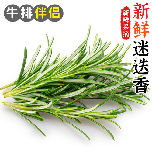 迷迭香新鲜食用玛丽西餐牛排烧烤