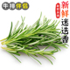 迷迭香新鲜食用玛丽草香料菜西餐牛排烧烤法餐烘焙调料摆盘用 包邮