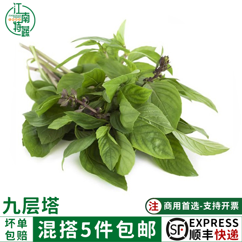 九层塔新鲜食用金不换冬阴功食材