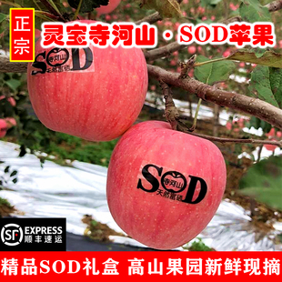 三门峡灵宝寺河山SOD苹果脆甜多汁天然富硒新鲜孕妇水果 顺丰礼盒