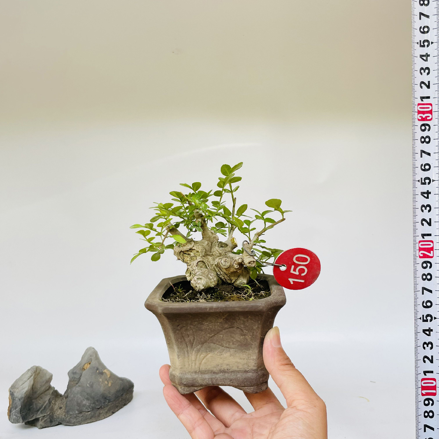 矮霸对节白蜡微型盆景小苗素材新手练手桩一物一拍植物老熟桩双杆