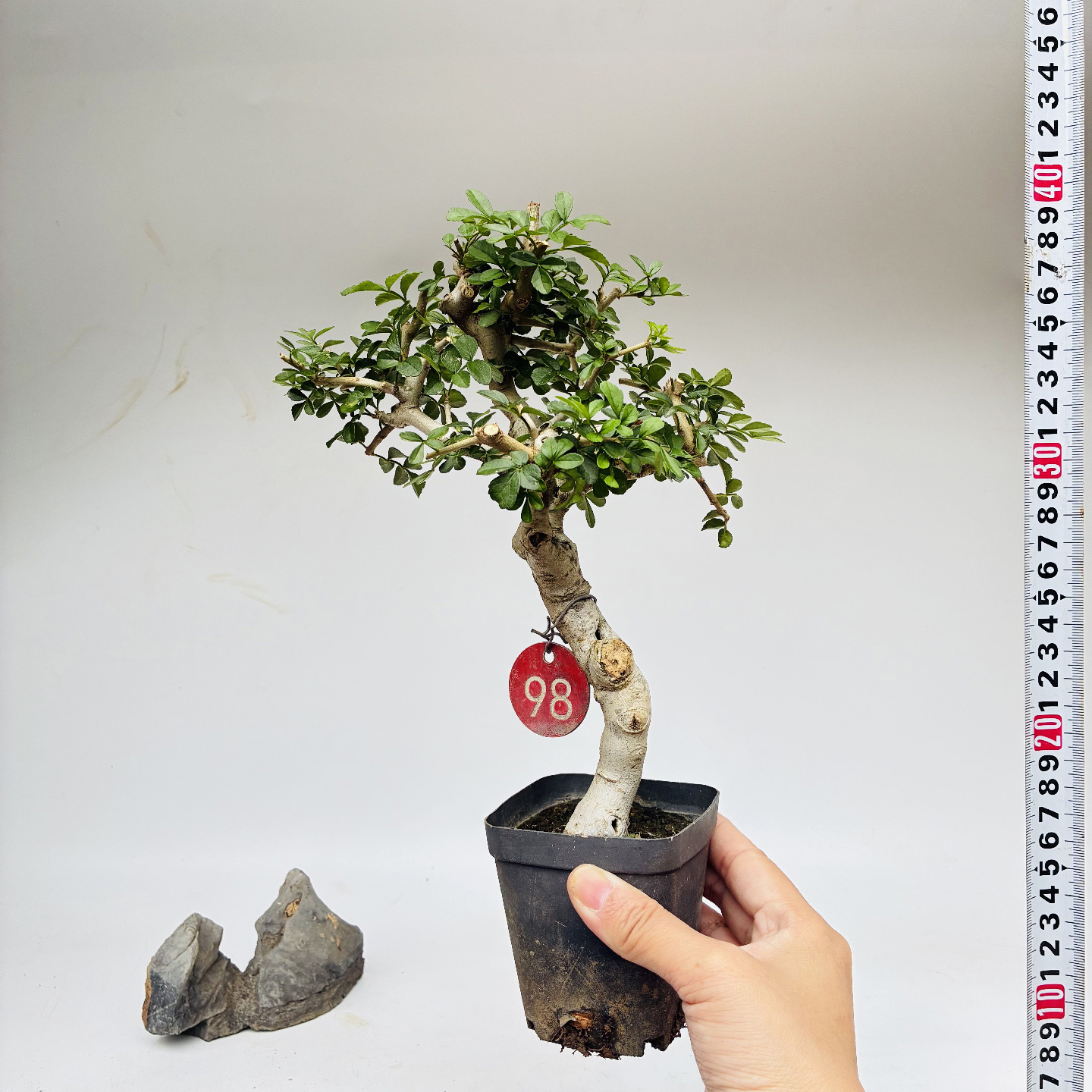 张氏微景园对节白蜡办公桌