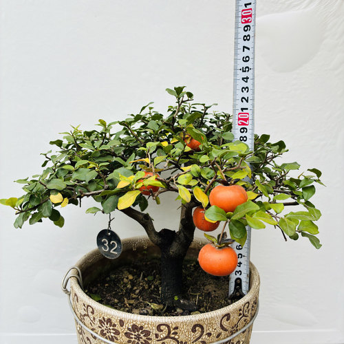 原生金弹子盆景一物一拍挂果母桩带果熟桩老桩中小品非嫁接桩绿植