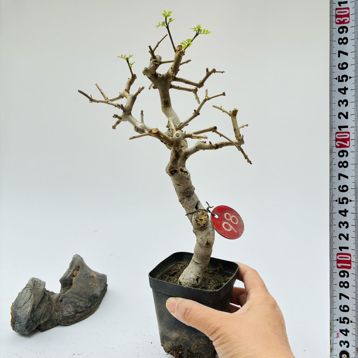 张氏微景园对节白蜡办公桌