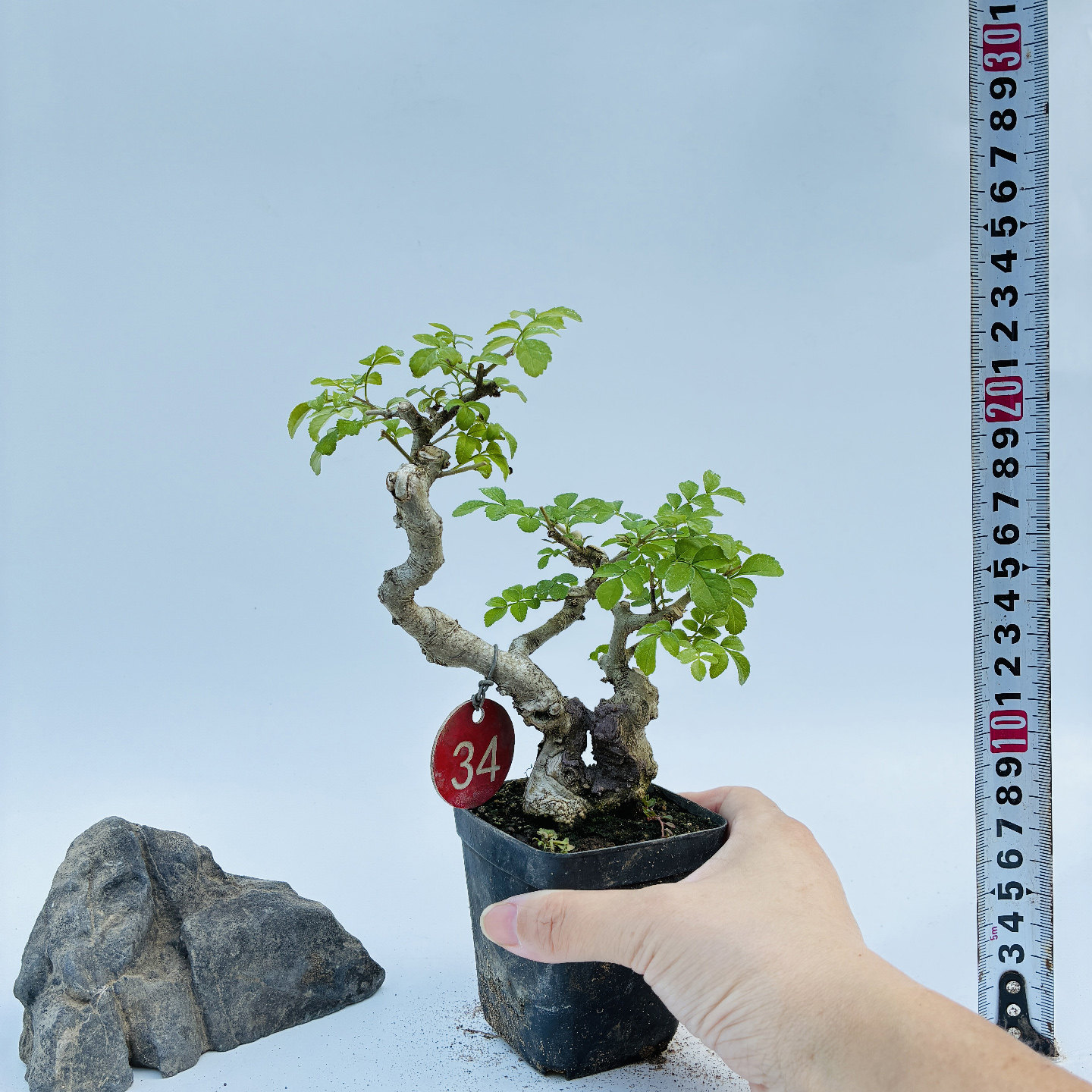 微型盆景对节白蜡掌盆素材