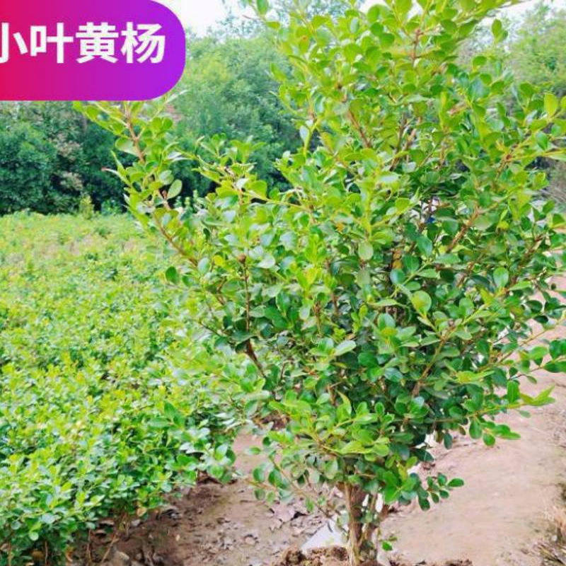 小叶黄杨苗瓜子黄杨树苗大叶冬青
