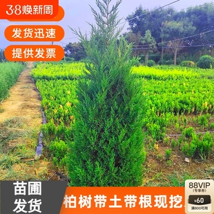 松柏树苗带土柏树侧柏塔柏龙柏松树坟地坟前墓前绿植园林绿化工程