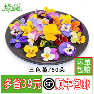 新鲜三色堇 花角堇 50朵 酒店西餐摆盘装饰 冷菜点缀花草合集