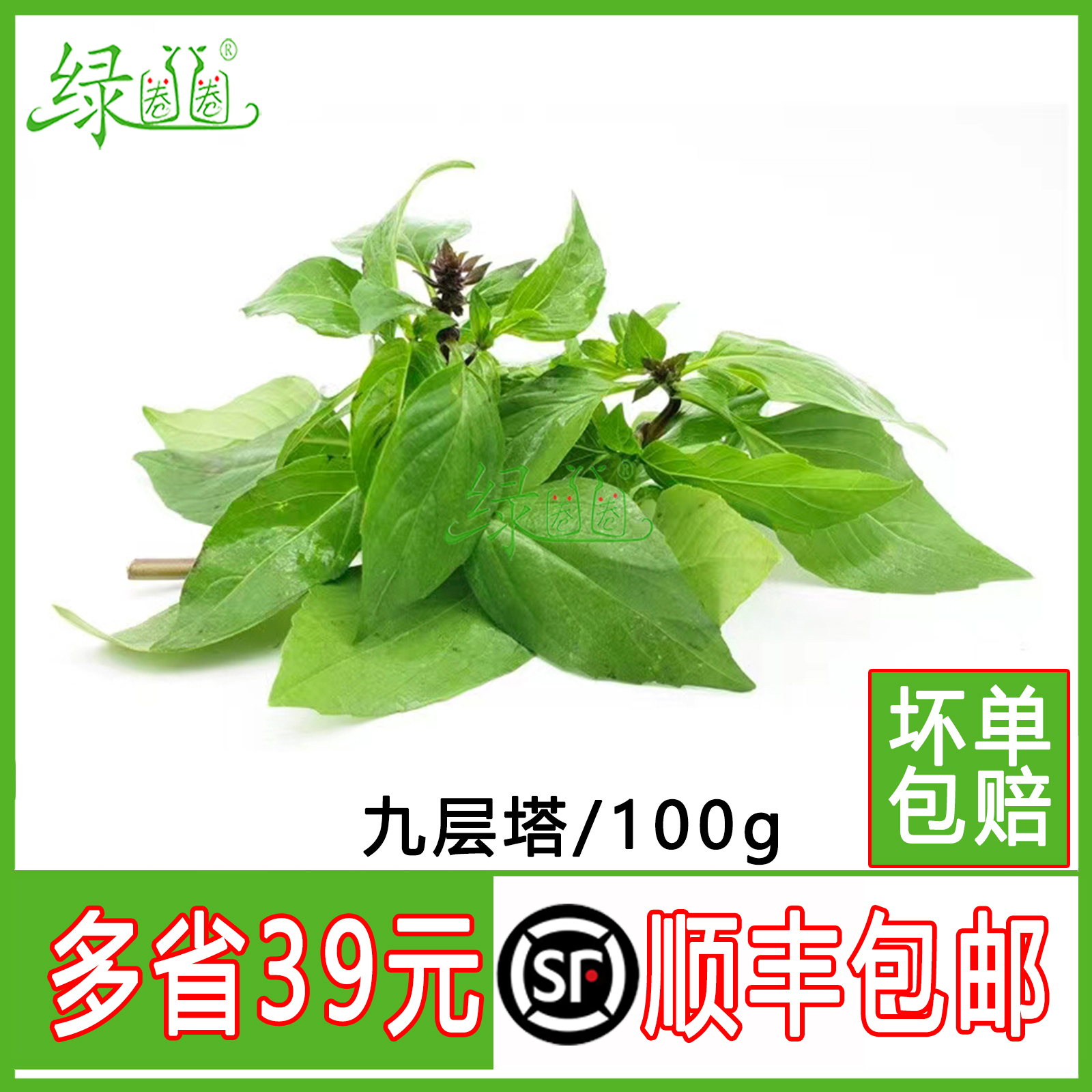 新鲜九层塔 食用 新鲜香料 金不换 红骨罗勒叶