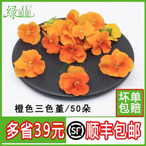 新鲜装饰花橙色三色堇50朵