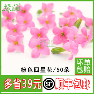 新鲜繁星花 粉色四星花 酒店西餐摆盘装饰鲜花 非山蒜花冷艺装饰