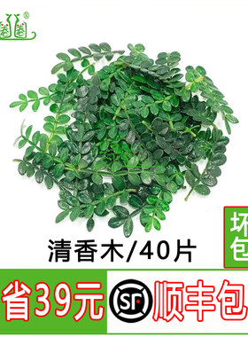 新鲜采摘树叶清香木叶蛋糕装饰