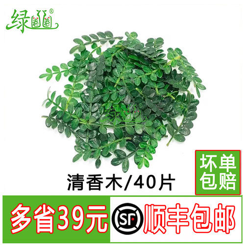 新鲜采摘树叶清香木叶蛋糕装饰