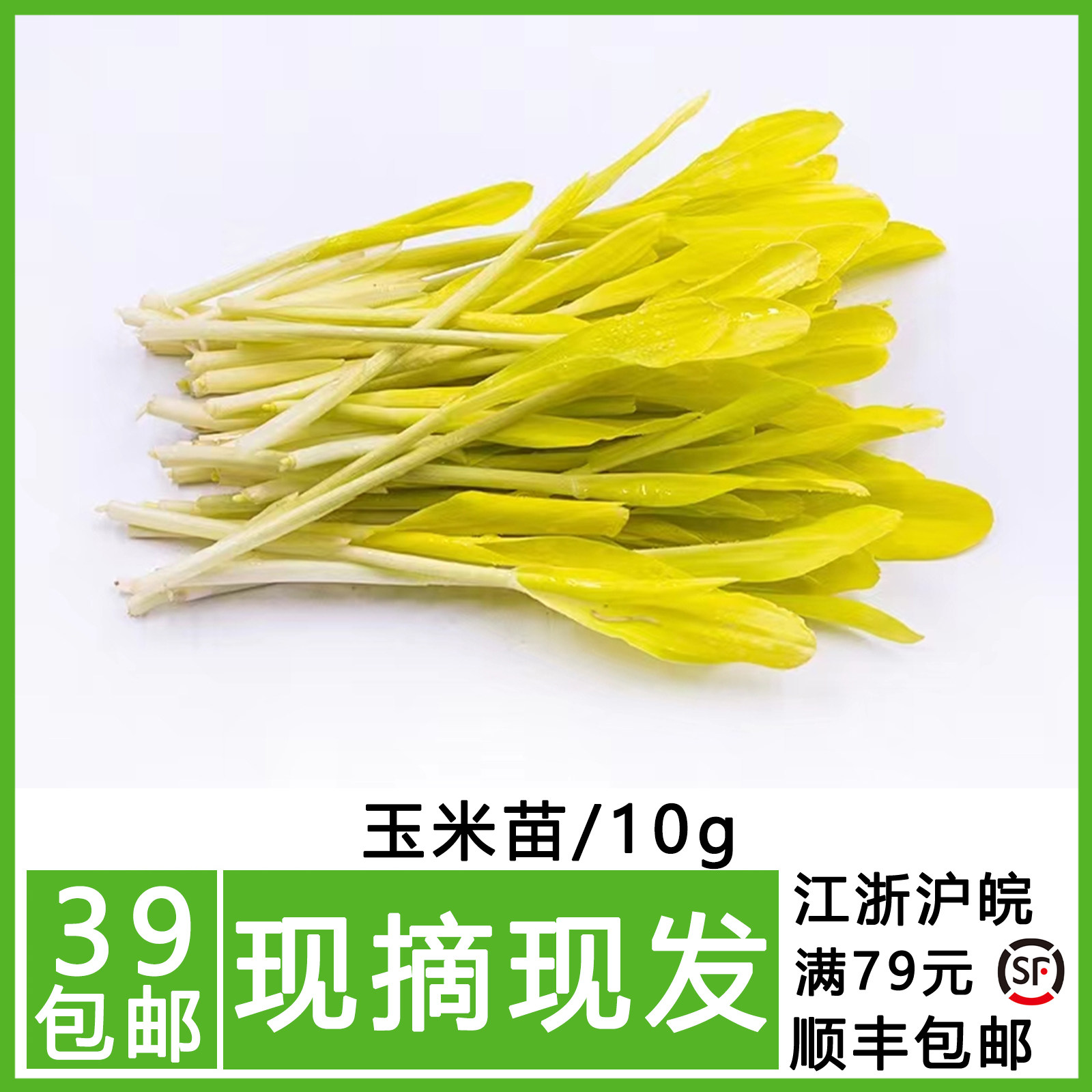 新鲜玉米苗 蔬菜苗 可食用芽苗菜 酒店西餐摆盘装饰 水培无根