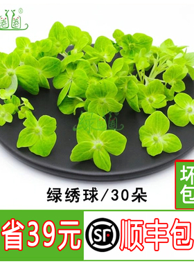 新鲜 翠绣球花 绿色绣球 绿绣球酒店西餐装饰摆盘冷艺点缀
