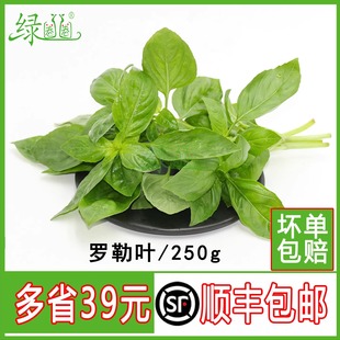 新鲜罗勒叶 金不换三杯鸡 冬阴功香料鱼香菜西餐香料