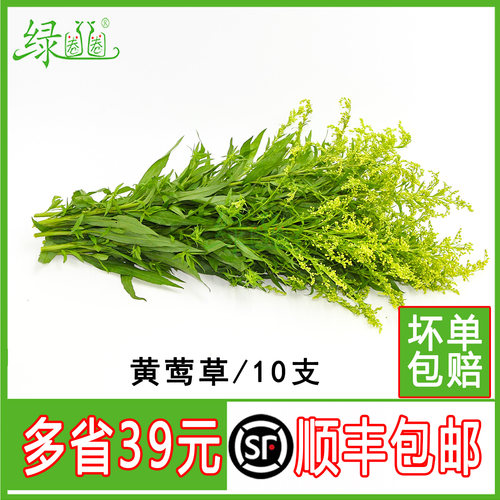 新鲜黄莺草10支日料西餐装饰点缀