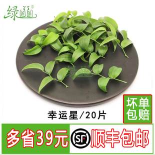 新鲜 幸运星 阔叶舞竹 长寿藤 幸运草 酒店摆盘盘饰冷菜点缀