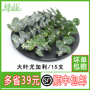 新鲜大叶尤加利 桉树叶 酒店西餐花草摆盘蛋糕烘焙冷艺装饰点缀