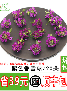 新鲜紫色香雪球 微型小花20朵酒店西餐摆盘装饰 冷艺日料装饰点缀