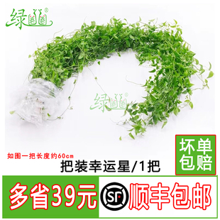 新鲜 一整把幸运星 阔叶舞竹 熊猫竹花草 酒店西餐摆盘装饰