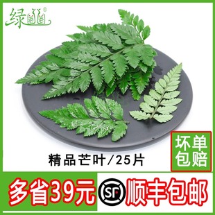 新鲜芒叶羊齿叶高山杨子叶草蕨西餐蛋糕日料甜品装饰点缀花草叶