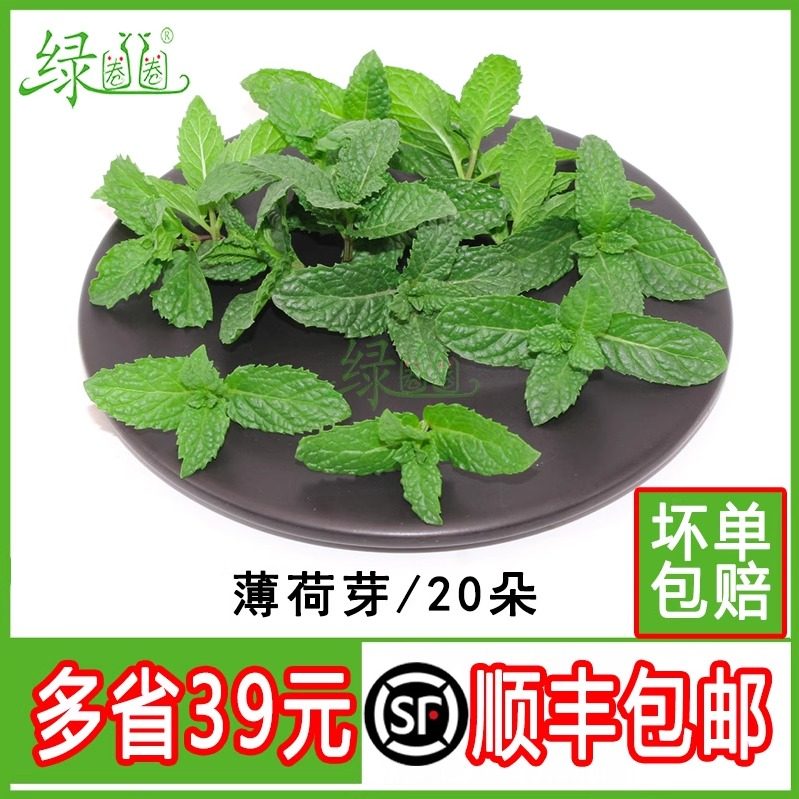 新鲜薄荷芽头薄荷尖奶茶西餐摆盘装饰花草泡水冷菜冷饮点缀